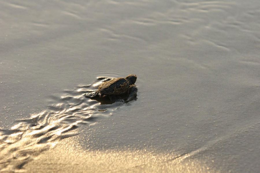 Caretta Caretta